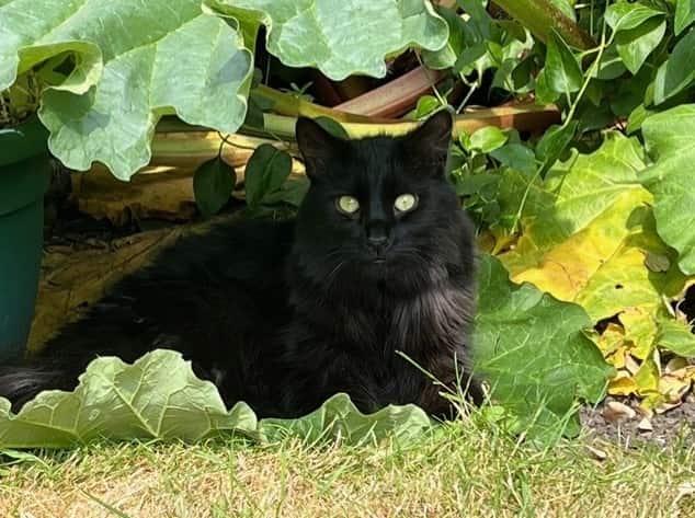 Rescue Cat Recovers After Mass Removed From Brain