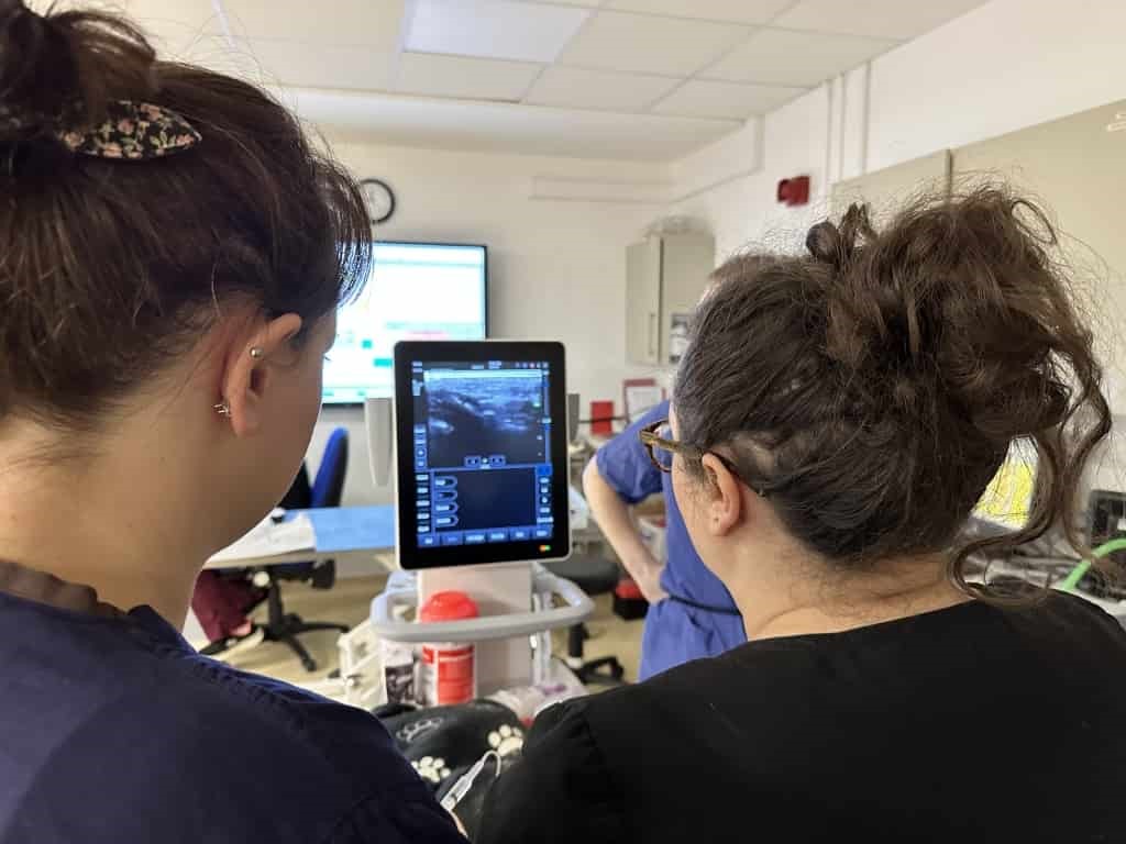 Somerset Animal Hospital Invests £25,000 In Targeted Anaesthesia Care For Pets