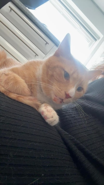 Specialist Surgery Saves Cat With Life-threatening Injuries