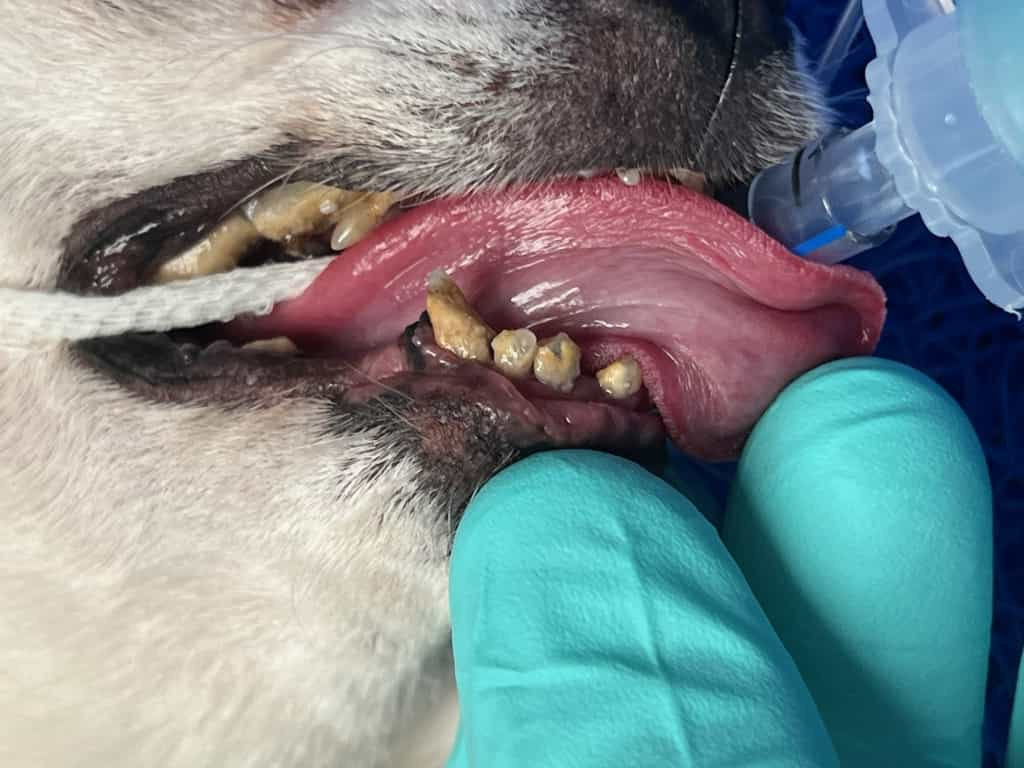 Dog Is Champing At The Bit After Dental Disease Treated