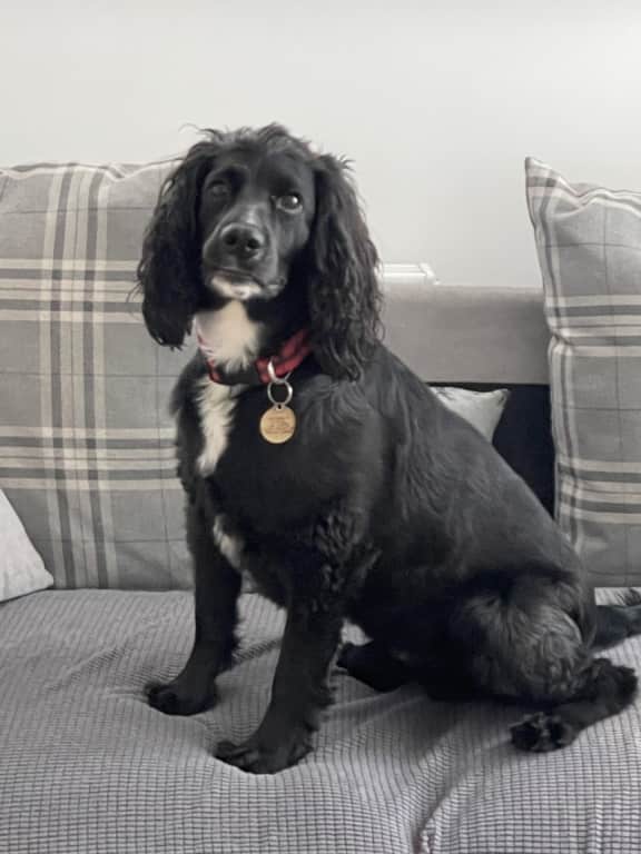 Vets Save Dog's Life After His Heart Stopped Following Car Crash