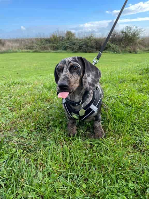 Owner's Sigh Of Relief After Dog's Lungworm Treatment