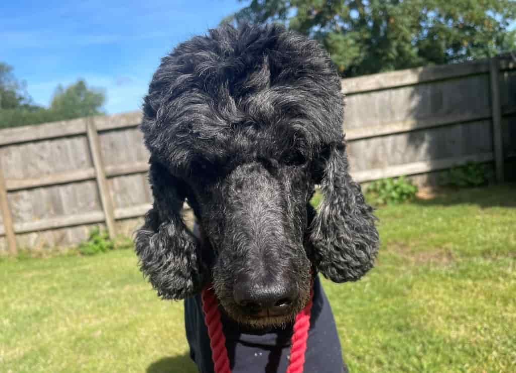 Poodle's Rare Chest Surgery Gives Extra Precious Time