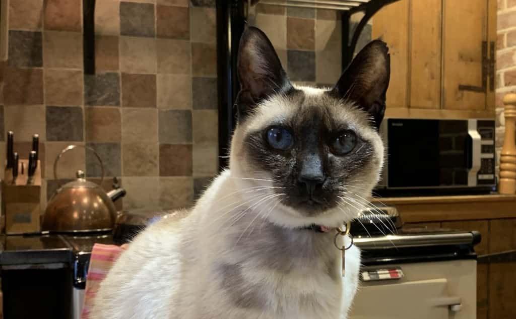 Cat Left Fighting For Life After Eating Grass Seed