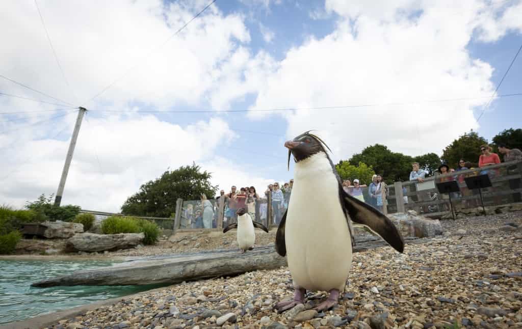 Wobbly Penguins Ricky, Bobby And Elvis Back On Their Feet After Treatment At London Animal Hospital