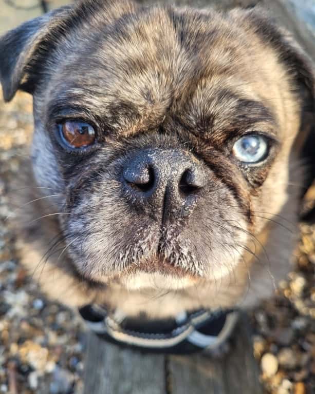 Eye Tumour Op Sees Pug Looking At Bright Future