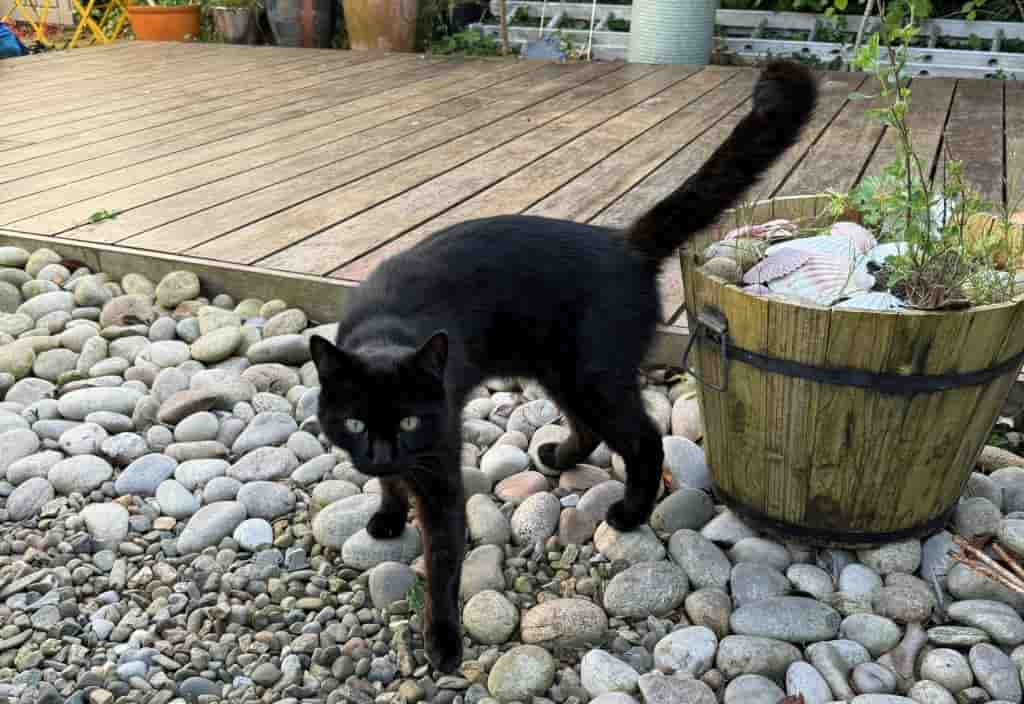 Cheshire Animal Hospital Saves Life Of Beloved Young Cat Who Swallowed Rat Poison