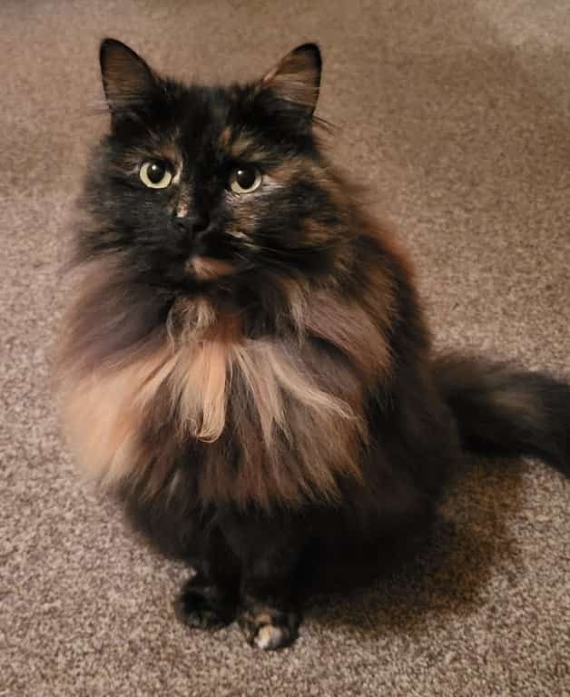 Tiny Cat's Horrific Leg Break Fixed With Miniature Pins