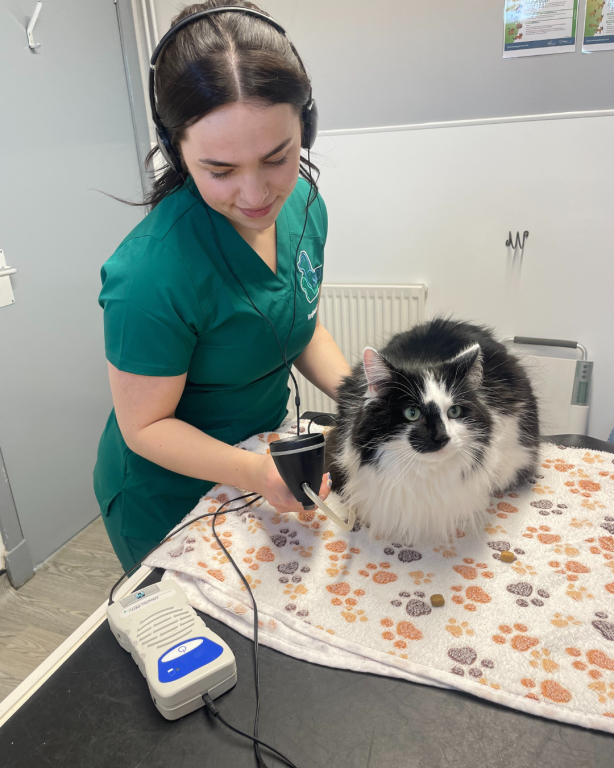 Gold Cat Award Means Fife Vets 'feline Fine'