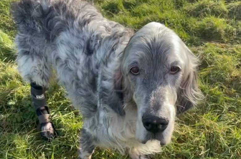 Home, Jeeves! Wooster Gets New Lease Of Life Thanks To Davies