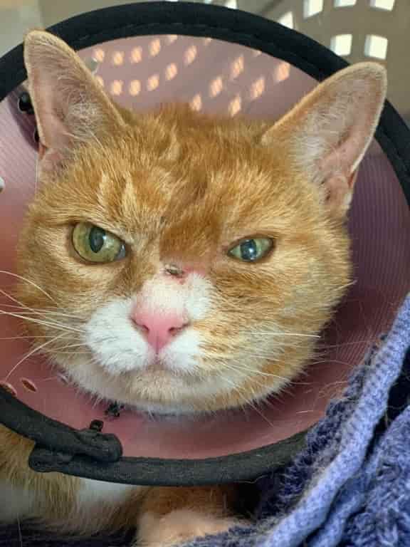 Multidisciplinary hospital saves cat with cancer from losing an eye