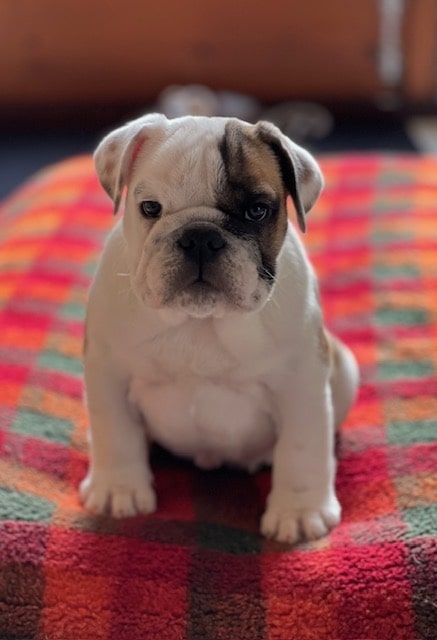 No Bum Notes As WMR Help Bottomless Bulldog