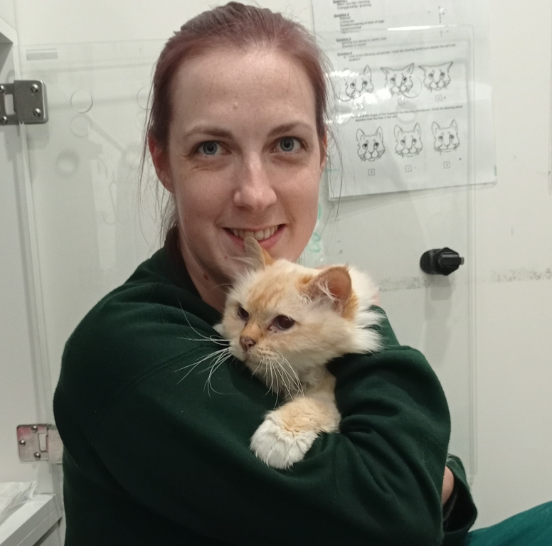 Gold Award For Cat Care At Cromwell Veterinary Hospital